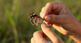 Butterfly that barely ages could help unlock longevity secrets