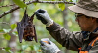 rabies bat
