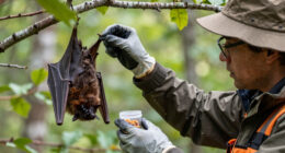 rabies bat